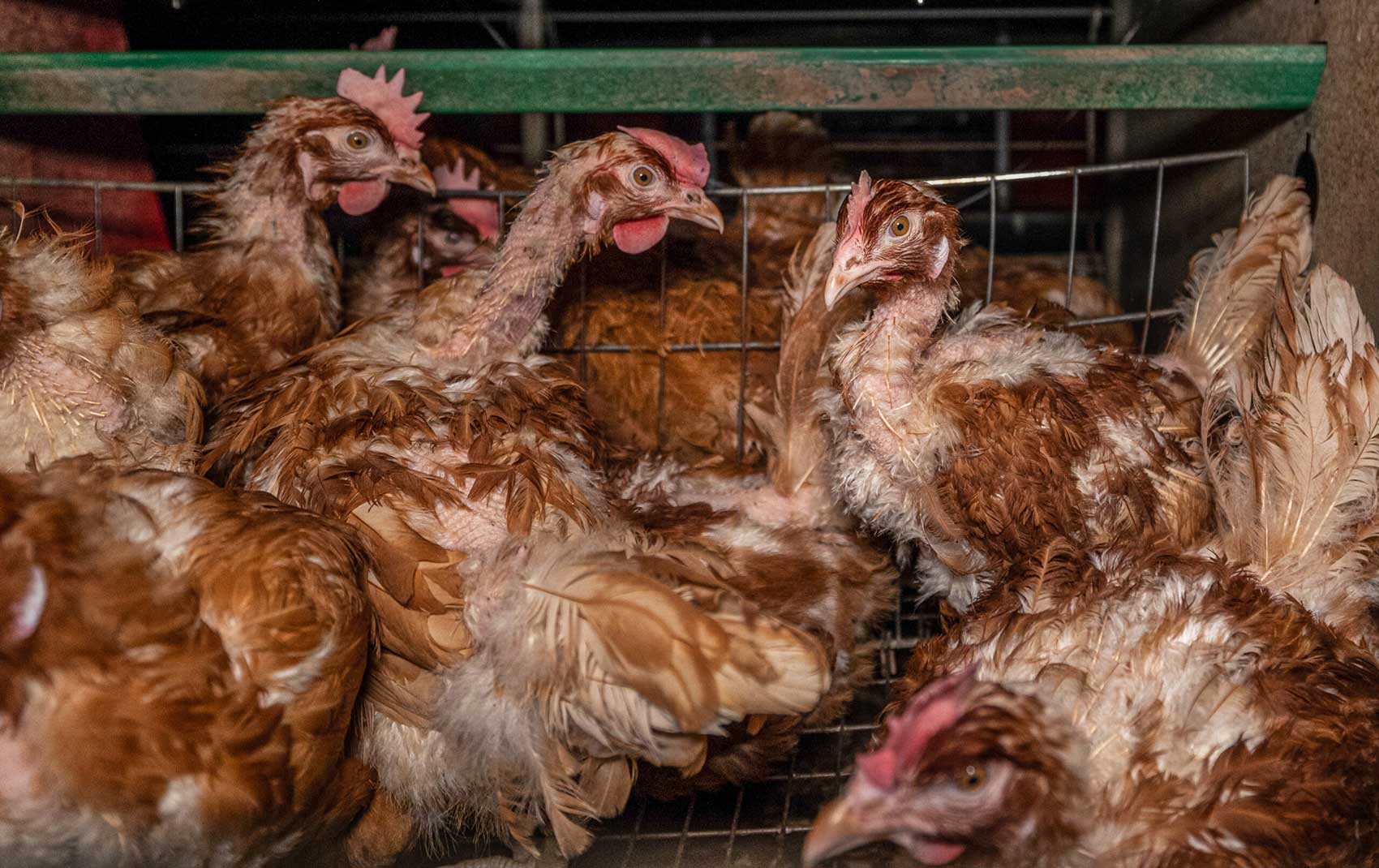 Laying hens live inside a cramped battery cage on a Slovakian intensive egg production farm. Hens inside such cage systems lose their feathers due to their intensive use and crowded conditions. This farm keeps tens of thousands of hens in such a system, which consists of multiple rows of cages stacked 3 tiers high. When the hens can no longer produce enough eggs, they are taken to slaughter and replaced with a new young flock.